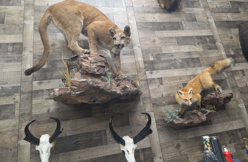 Mountain Lion on a rock natural mount